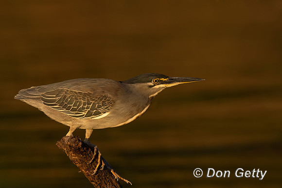 Striated Heron