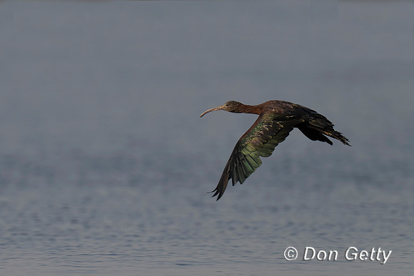 Glossy Ibis