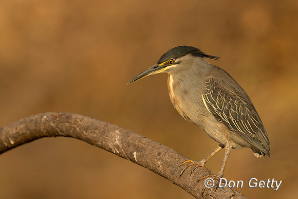 Striated Heron