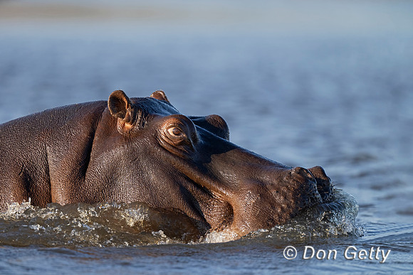 Hippopotamus