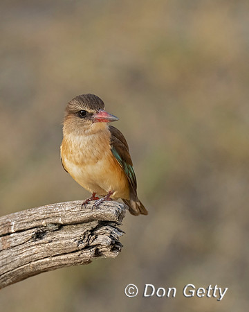 Brown-hooded Kingfisher
