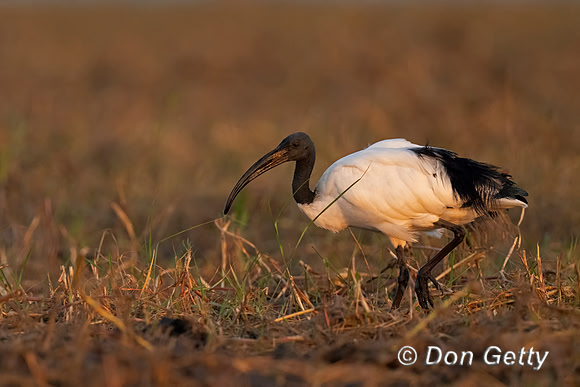 Sacred Ibis
