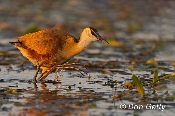 African Jacana