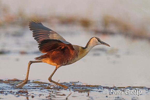 African Jacana