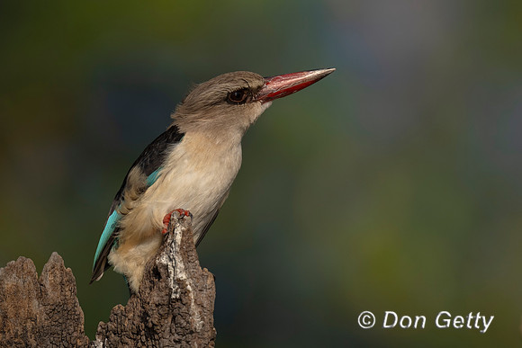 Brown-hooded Kingfisher