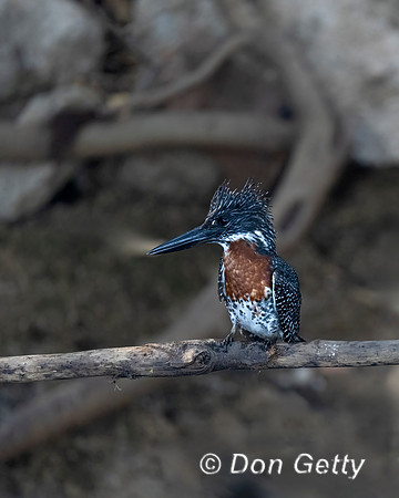 Giant Kingfisher