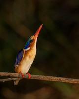 Malachite Kingfisher