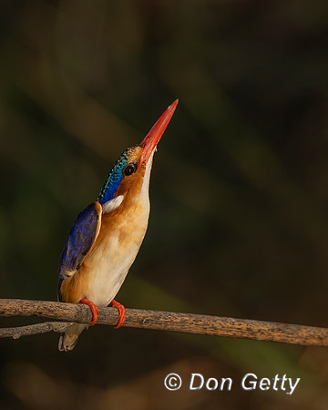 Malachite Kingfisher
