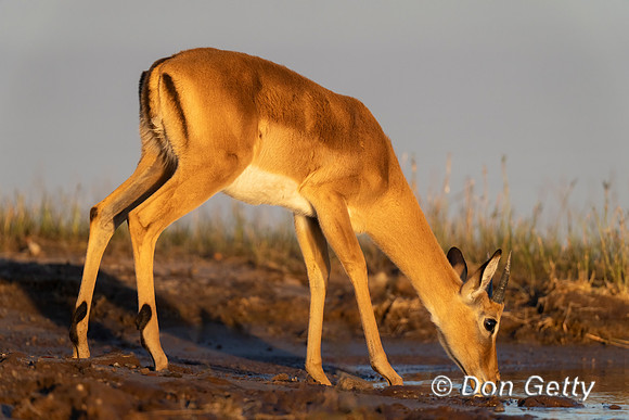 Impala