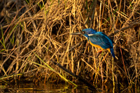 Half-collared Kingfisher