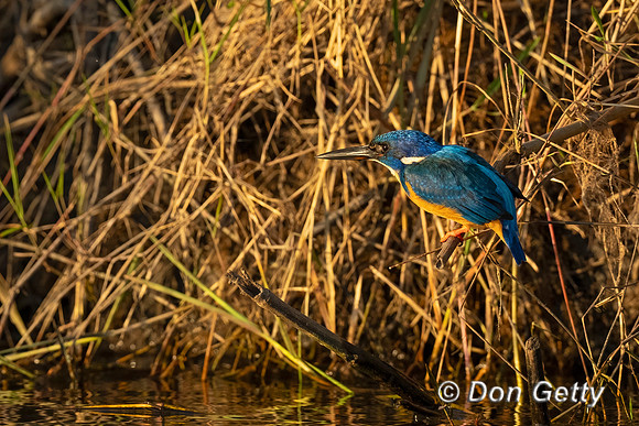 Half-collared Kingfisher
