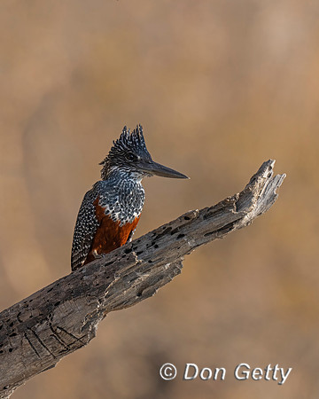 Giant Kingfisher