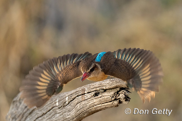 Brown-hooded Kingfisher