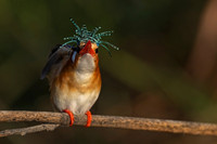 Malachite Kingfisher