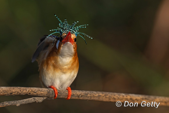 Malachite Kingfisher