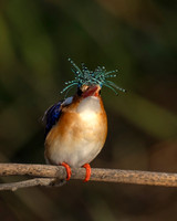 Malachite Kingfisher
