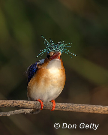 Malachite Kingfisher