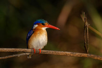 Malachite Kingfisher
