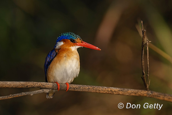 Malachite Kingfisher