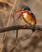 Malachite Kingfisher