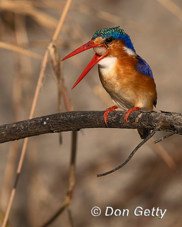 Malachite Kingfisher