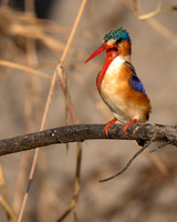 Malachite Kingfisher