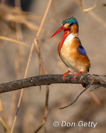Malachite Kingfisher
