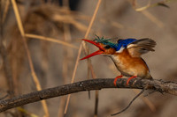 Malachite Kingfisher