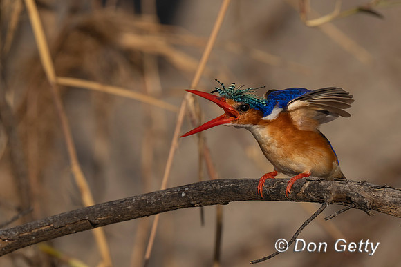 Malachite Kingfisher