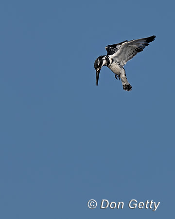 Pied Kingfisher
