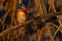 Malachite Kingfisher