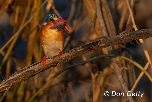 Malachite Kingfisher