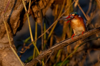 Malachite Kingfisher