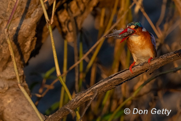 Malachite Kingfisher