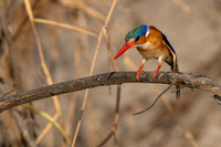 Malachite Kingfisher