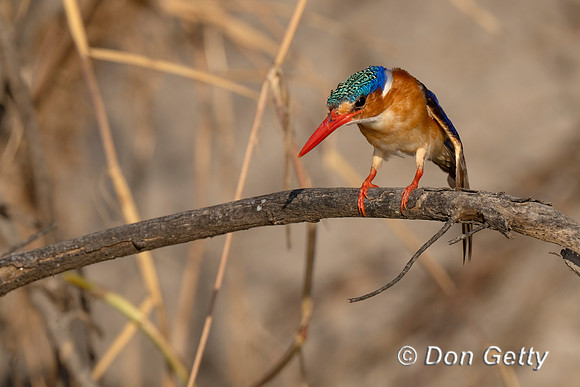 Malachite Kingfisher