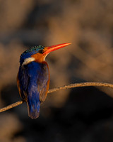 Malachite Kingfisher