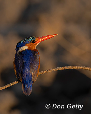 Malachite Kingfisher