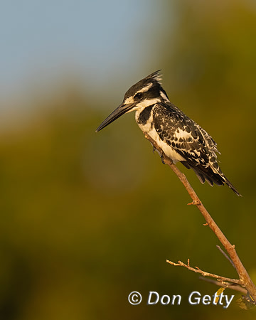 Pied Kingfisher