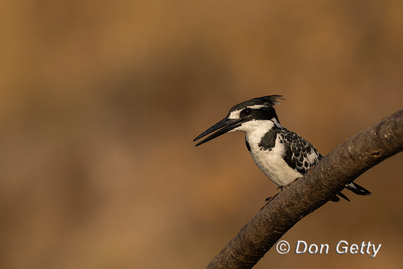 Pied Kingfisher