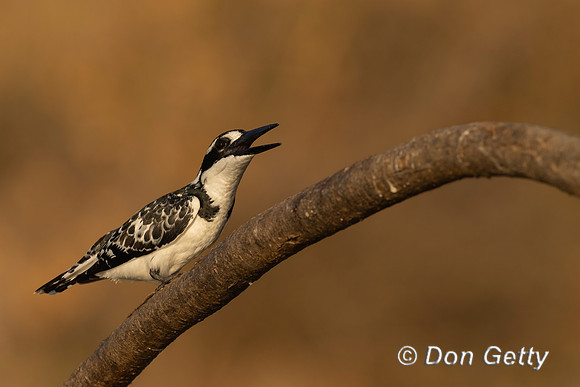Pied Kingfisher