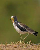 White-crowned Lapwing