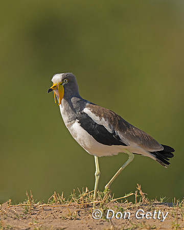 White-crowned Lapwing