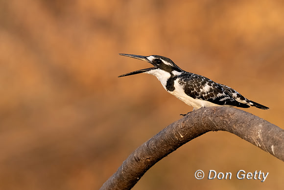 Pied Kingfisher
