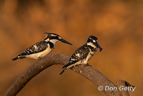 Pied Kingfisher