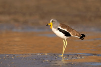 White-crowned Lapwing