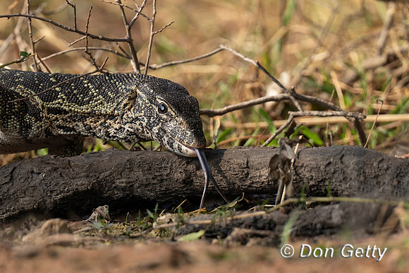 Monitor Lizard