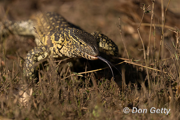 Monitor Lizard