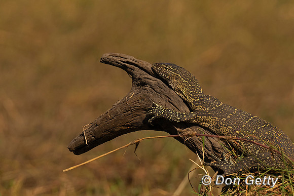 Monitor Lizard