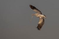 Pink-backed Pelican